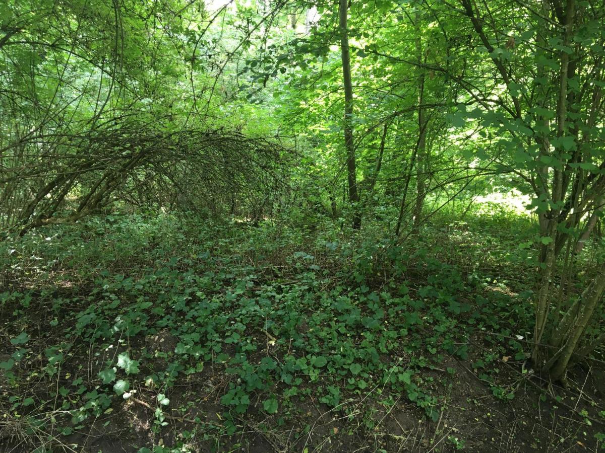 Un Coin De Foret Courmas Buitenkant foto